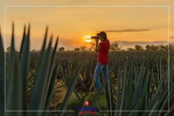 Records relacionados al Tequila