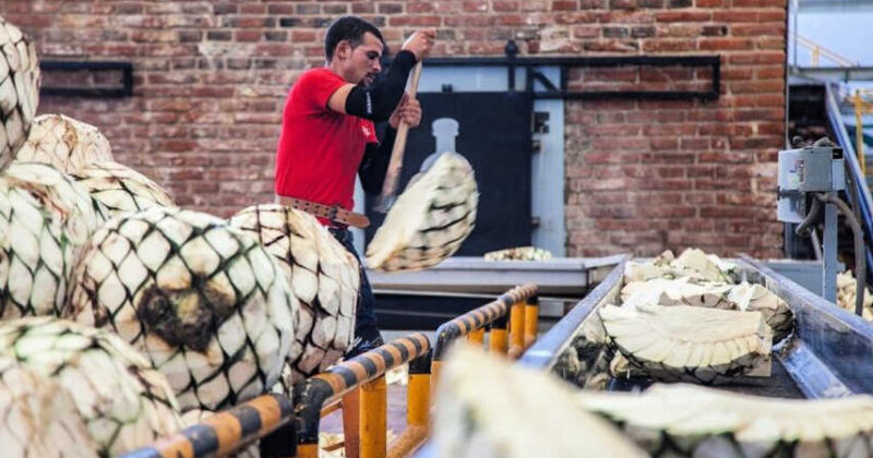 ¿Vale la Pena ir a Tequila en Tour o Por Mi Cuenta?